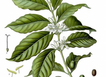 SỰ KHÁC NHAU GIỮA CÀ PHÊ ARABICA VÀ CÀ PHÊ ROBUSTA