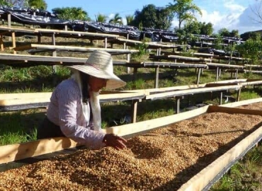 PHƯƠNG PHÁP CHẾ BIẾN ẢNH HƯỞNG ĐẾN HƯƠNG VỊ CÀ PHÊ NHƯ THẾ NÀO